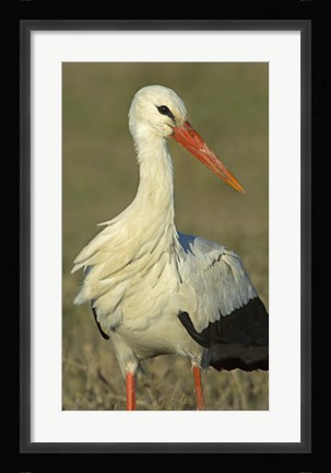 Framed Close-up of an European white stork, Ngorongoro Conservation Area, Arusha Region, Tanzania (Ciconia ciconia) Print
