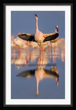 Framed Lesser flamingo wading in water, Lake Nakuru, Kenya (Phoenicopterus minor) Print