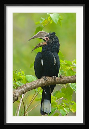 Framed Silvery-cheeked hornbill perching on a branch, Lake Manyara, Arusha Region, Tanzania Print
