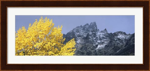 Framed Aspen tree with mountains in background, Mt Teewinot, Grand Teton National Park, Wyoming, USA Print