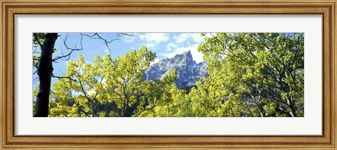 Framed Aspen trees in a forest with mountains in the background, Mt Teewinot, Grand Teton National Park, Wyoming, USA Print