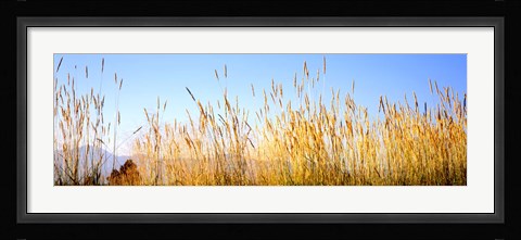 Framed Tall grass in a national park, Grand Teton National Park, Wyoming, USA Print