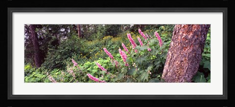 Framed Hollyhock (Alcea rosea) flowers in a national park, Grand Teton National Park, Wyoming, USA Print