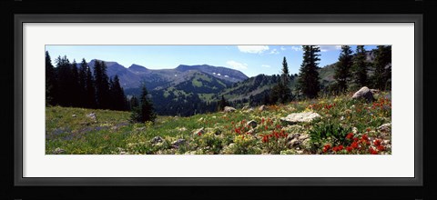 Framed Wildflowers in a field, Rendezvous Mountain, Teton Range, Grand Teton National Park, Wyoming, USA Print