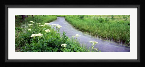 Framed Cow Parsnip (Heracleum maximum) flowers near a stream, Cottonwood Creek, Grand Teton National Park, Wyoming, USA Print