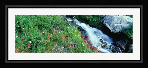 Framed Wildflowers near a stream, Grand Teton National Park, Wyoming, USA Print