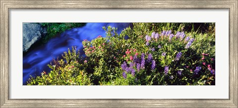 Framed High angle view of Lupine and Spirea flowers near a stream, Grand Teton National Park, Wyoming, USA Print