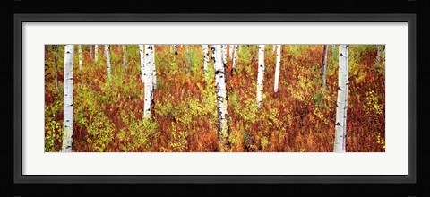 Framed Aspen trees in a forest, Shadow Mountain, Grand Teton National Park, Wyoming, USA Print