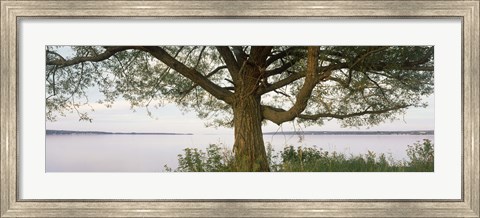 Framed Tree on a Lake, Wisconsin Print