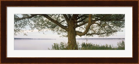 Framed Tree on a Lake, Wisconsin Print
