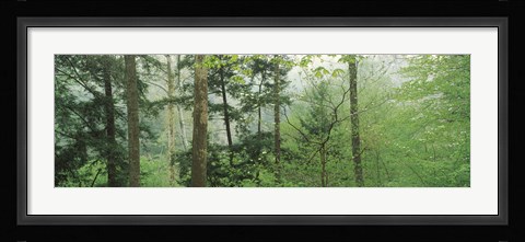 Framed Trees in spring forest, Turkey Run State Park, Parke County, Indiana, USA Print