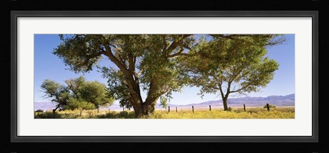 Framed Cottonwood trees in a field, Owens Valley, California, USA Print