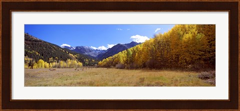 Framed Aspens on a Hilll, Aspen, Colorado Print