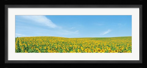 Framed Field of sunflower with blue sky Print