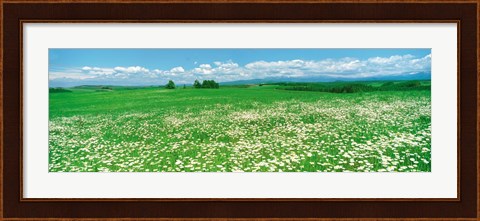 Framed Meadow flowers, Daisy field Print