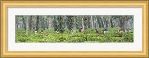Framed Tea harvesting, Assam, India Print