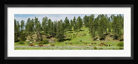 Framed Horses on roundup, Billings, Montana, USA Print
