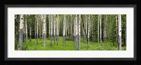 Framed Aspen Trees Banff, Alberta, Canada Print
