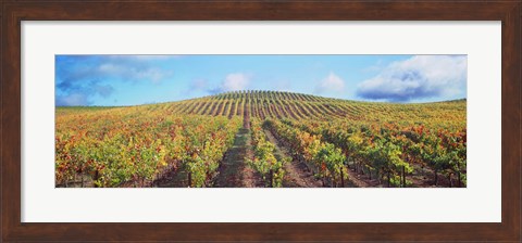 Framed Vineyard, Napa Valley, California, USA Print