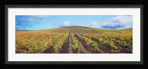 Framed Vineyard, Napa Valley, California, USA Print