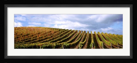 Framed Rows of vines with leaves, Napa Valley, California, USA Print