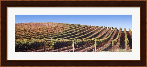 Framed Rows of vines on a hill, Napa Valley, California, USA Print