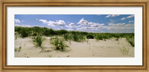 Framed Grass among the dunes, Crane Beach, Ipswich, Essex County, Massachusetts, USA Print