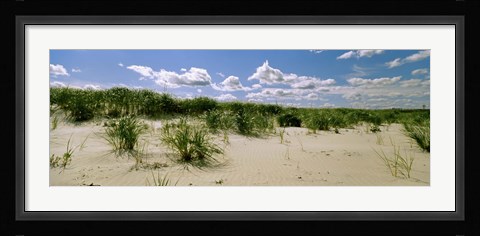 Framed Grass among the dunes, Crane Beach, Ipswich, Essex County, Massachusetts, USA Print