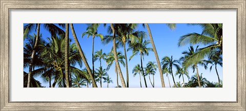 Framed Low angle view of palm trees, Oahu, Hawaii, USA Print