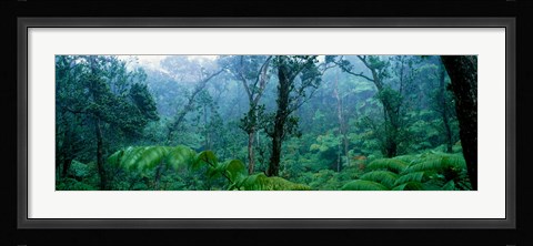 Framed Trees in a rainforest, Hawaii Volcanoes National Park, Big Island, Hawaii, USA Print