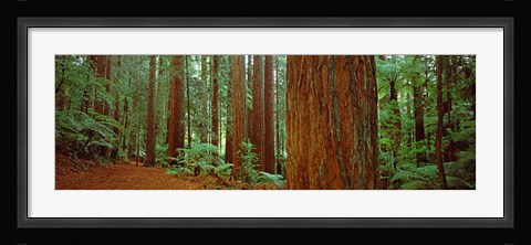 Framed Redwoods tree in a forest, Whakarewarewa Forest, Rotorua, North Island, New Zealand Print
