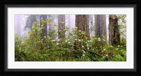 Framed Rhododendron flowers in a forest, Del Norte Coast State Park, Redwood National Park, Humboldt County, California, USA Print