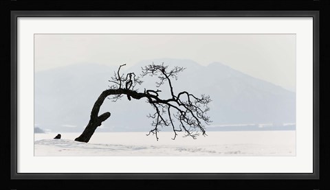 Framed Contorted tree at a frozen lake, Lake Kussharo, Hokkaido, Japan Print