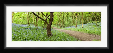 Framed Bluebells growing in a forest, Woolley Wood, Sheffield, South Yorkshire, England Print