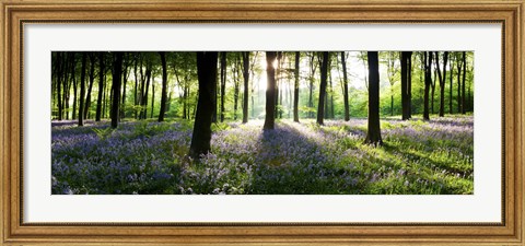 Framed Bluebells growing in a forest in the morning, Micheldever, Hampshire, England Print