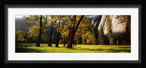 Framed Trees near the El Capitan, Yosemite National Park, California, USA Print