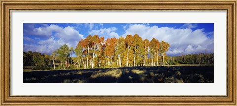 Framed Aspen Trees in the Fall, Utah Print