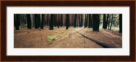 Framed Burnt pine trees in a forest, Yosemite National Park, California, USA Print