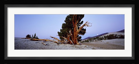 Framed Bristlecone pine tree in Ancient Bristlecone Pine Forest, White Mountains, California, USA Print
