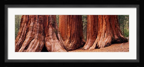 Framed Trees at Sequoia National Park, California, USA Print