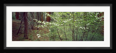 Framed Flowering dogwood in bloom at sunrise, Sequoia National Park, California, USA Print