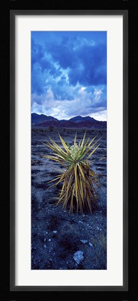 Framed Yucca flower in Red Rock Canyon National Conservation Area, Las Vegas, Nevada, USA Print
