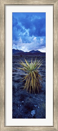 Framed Yucca flower in Red Rock Canyon National Conservation Area, Las Vegas, Nevada, USA Print