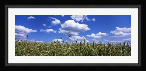Framed Rye field, Baden-Wurttemberg, Germany Print