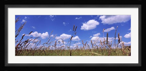 Framed Field of grass, Baden-Wurttemberg, Germany Print