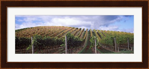 Framed Vines shedding their leaves, Napa Valley, California, USA Print