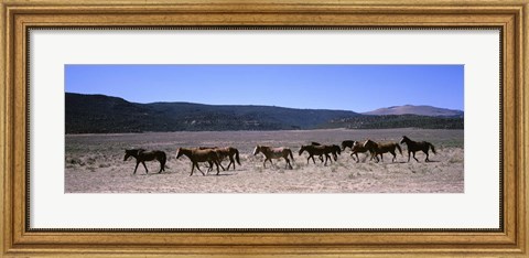 Framed Horses running in a field, Colorado Print