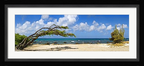 Framed Divi divi tree (Caesalpinia Coriaria) at the coast, Aruba Print