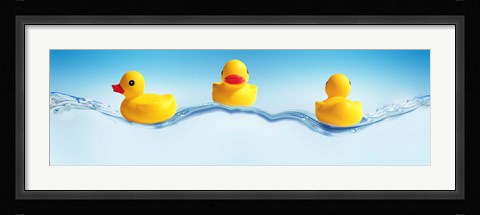 Framed Three ducks on water Print