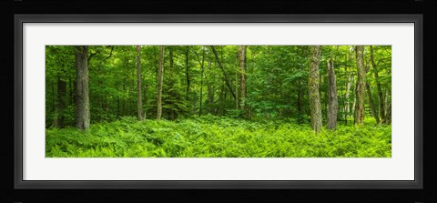 Framed Ferns blanketing floor of summer woods near Old Forge in the Adirondack Mountains, New York State, USA Print